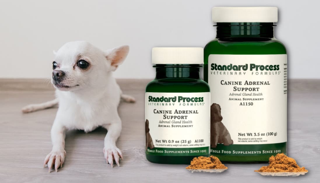 Canine Adrenal Support by Standard Process- Holistic Vet's Review