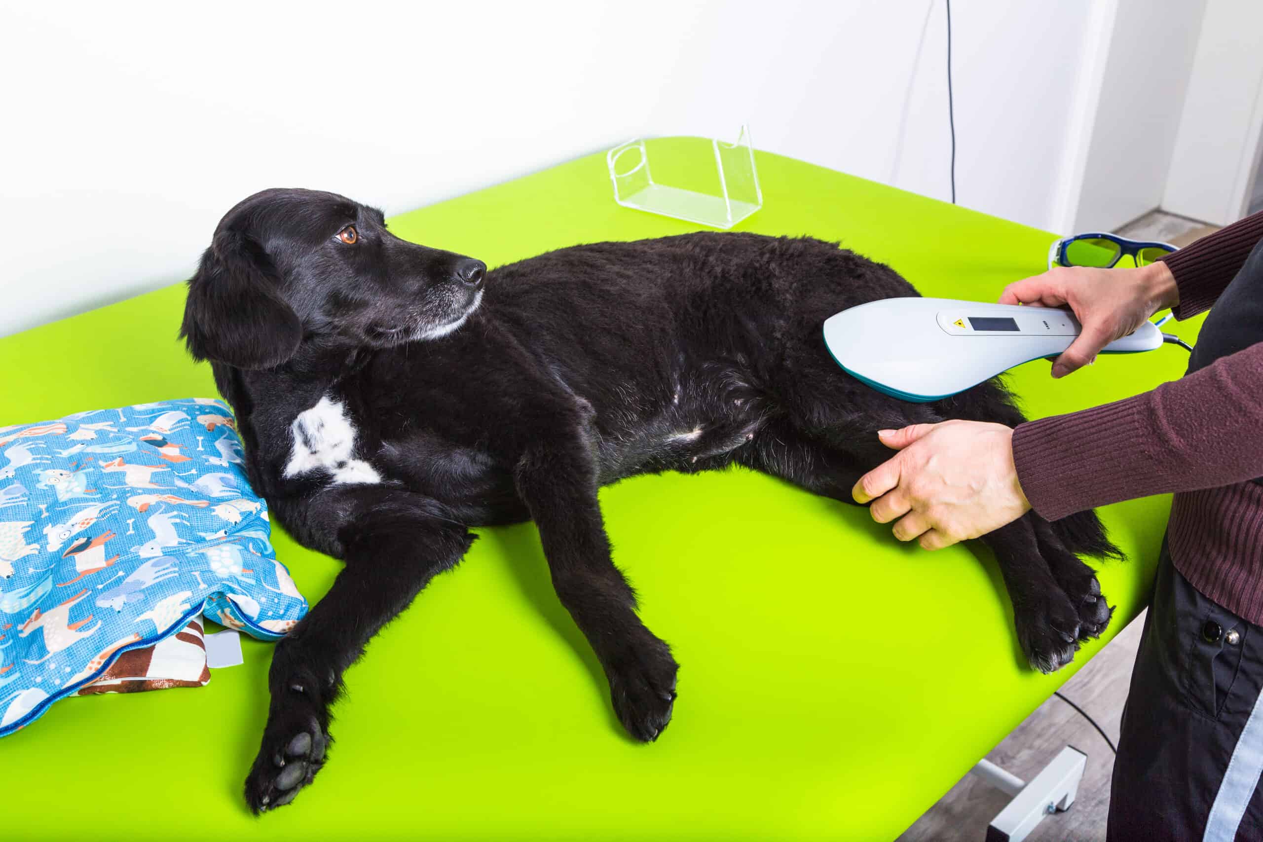 Best Cold Laser Therapy Device For Dogs By Expert Vet Dr. Candy