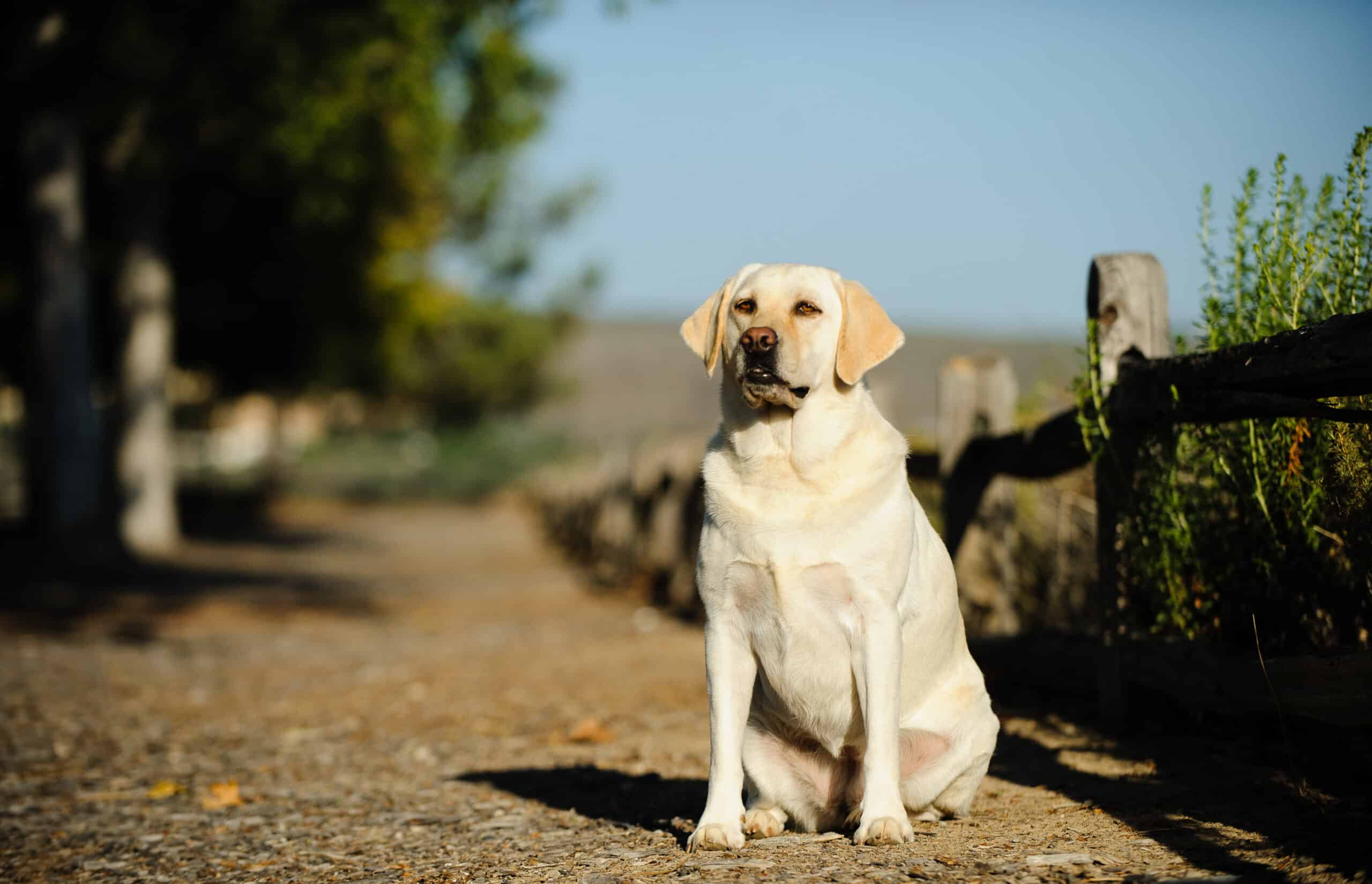 Standard Process Canine Thyroid Support | Holistic Vets Review