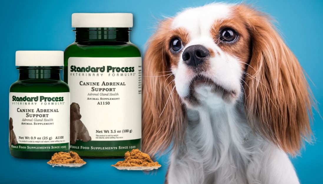 Standard Process Canine Cardiac Support | Holistic Vet's Review